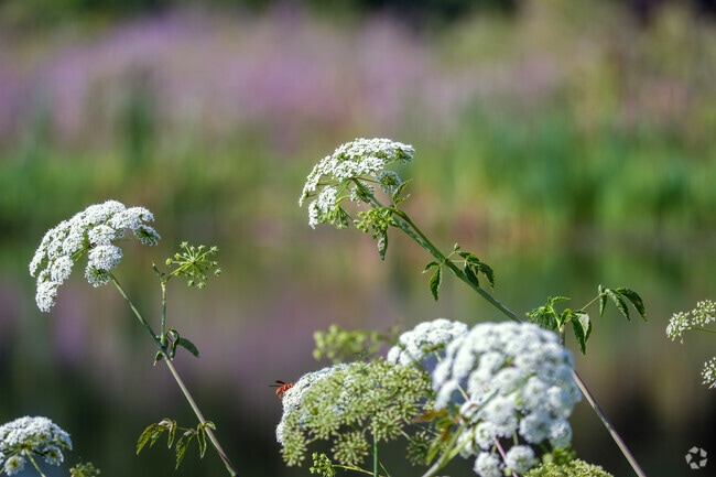 Unique flowers and wildlife along the Econ River make exercise serene in University.