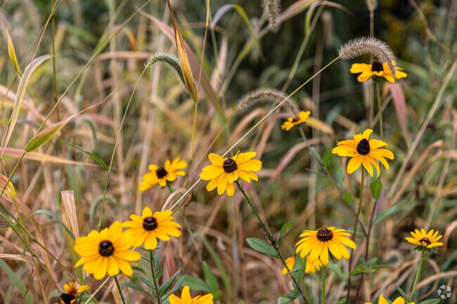 Folly Brook Nature Area is an animal friendly nature habitat in Wethersfield.