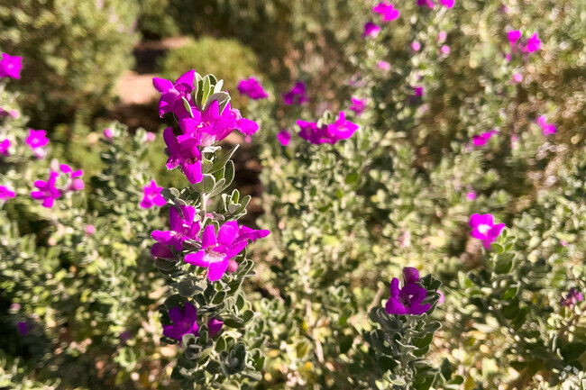 Colorful flora blooms between the cactus in Acacia Trails.