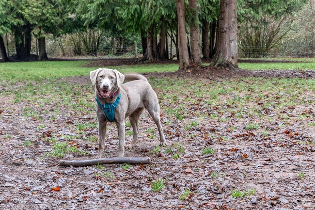 The 240-acre Hockinson Meadows Community Park has a notable dog park.