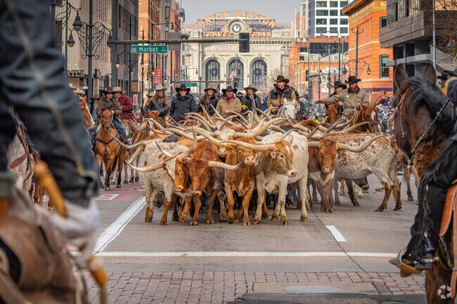 Whip in hand a cowboy surveys the Longhorn Cattle corralled for their long trot through Denver