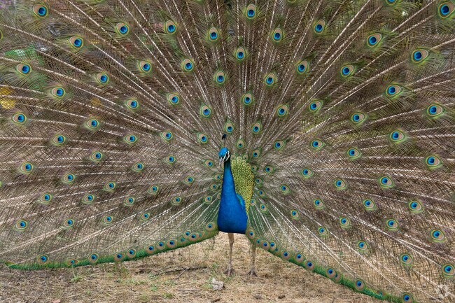 Wild Peacocks are Common in Bonsall