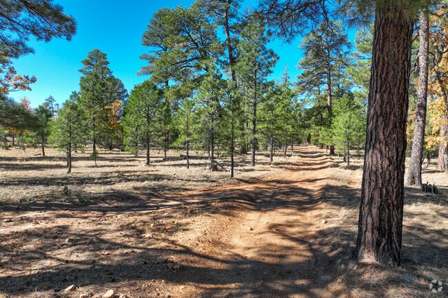 You can find many hiking trails through the woods in Blue Ridge.