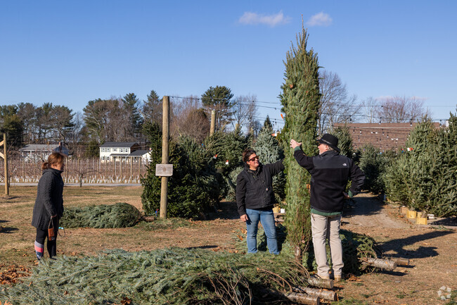 Select a fresh cut Christmas tree at Phantom Farms in Thompson Hill.