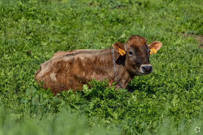 You can spot all different types of local farm animals in the hills of Charlotte.