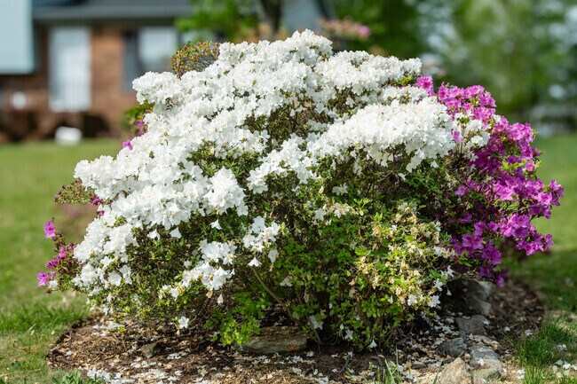 Colorful plants and flowers go into full bloom around springtime.