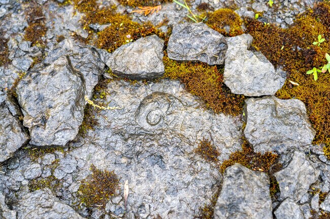 Fossils can be found at Fiske Ridge Preserve, an abandoned quarry on Isle La Motte near Alburgh Town.