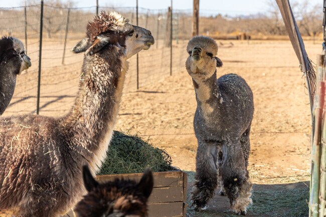 Double G Alpacas in Sierra Vista Southeast offers daily public tours and educational opportunities for schools.