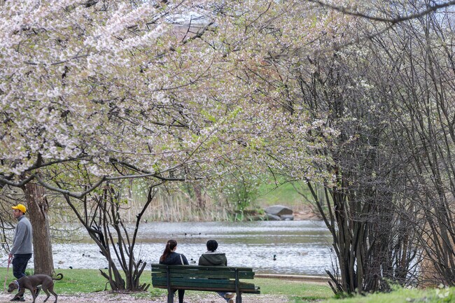 Cherry blossoms are poppin' at Patterson Park near Madison-Eastend.