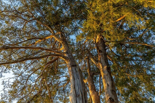 Lebanon is known for it's Cedar trees throughout the city.