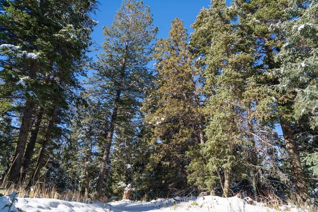Hike the trails at Manti-La Sal National Forest.