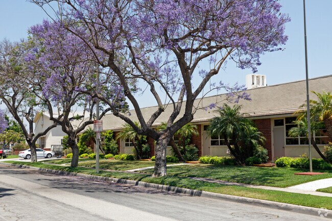 Blooming jacaranda trees greet the students at St. Cornelius School.