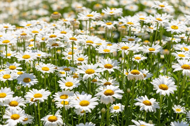You'll find flowers all around the Elmwood area of Lafayette, Indiana.