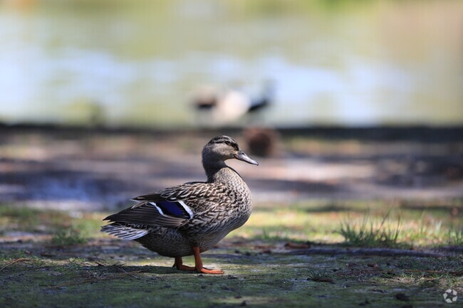 Locals live side by side with beautiful wildlife in Goose Creek.