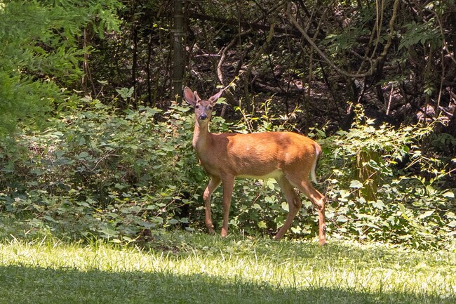 The many green spaces in Bellona-Gittings are a nature lovers' paradise.