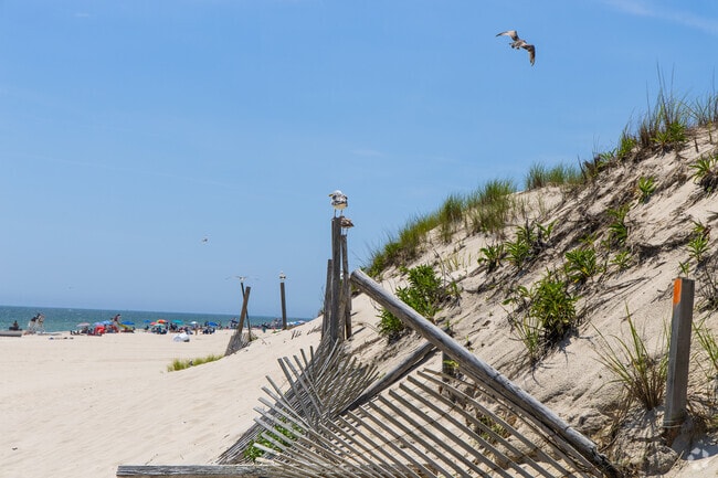 Seagulls are a common sight along the coasts of Seaside Heights.