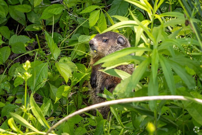 If you're lucky, you may encounter wildlife at Roseland's Essex County Environmental Center.