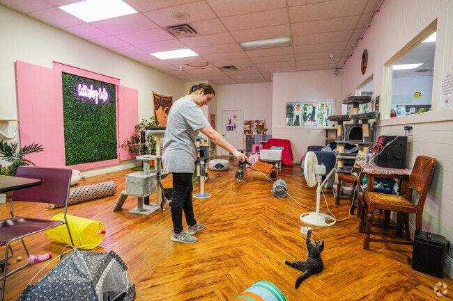 In Oak Grove, Cattiesburg stands out as a distinctive cat café with a cozy atmosphere.