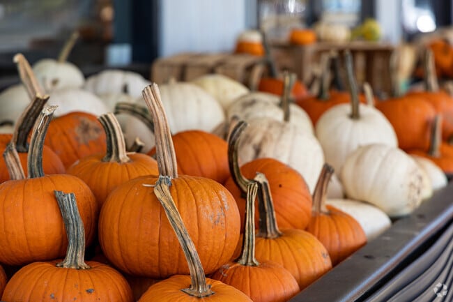 Head on down to Fresh Farm Produce to grab some seasonal favorites such as pumpkins.