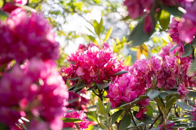 Hydrangeas, hostas and foxgloves line the Redgate Corner/South Dartmouth streets and add some beautiful color.