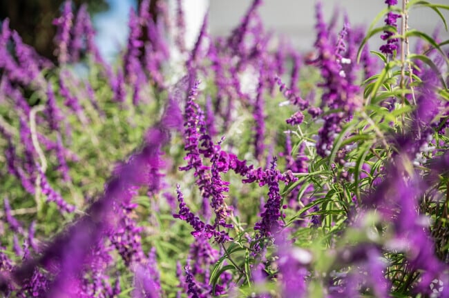 You'll find lush gardens with vibrant flowers in Raymond Hills.