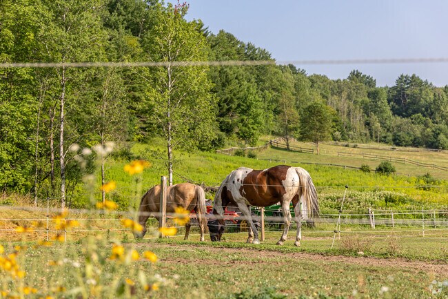 You can find horses all throughout the town of Strafford.