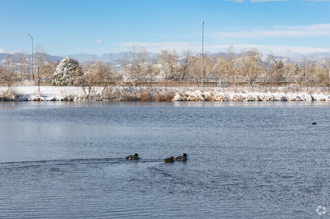 Ducks glide across Webster Lake, a Hillcrest mainstay in Northglenn.