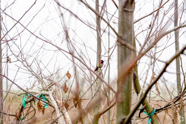 view the vibrant Hummingbirds at Ankeny National Wildlife Refuge near Jefferson, OR.