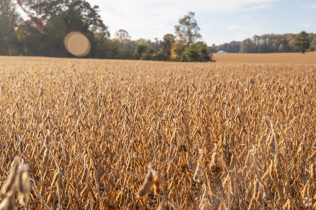 Dried soy beans wave ominously in the October breeze.