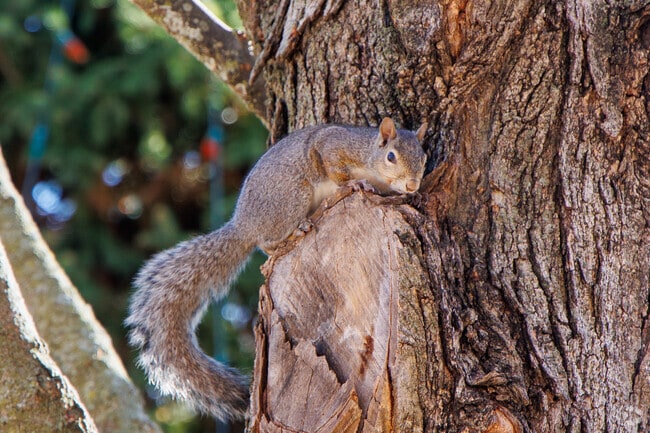 Around the park Bethalto residents can enjoy watching squirrels running around.