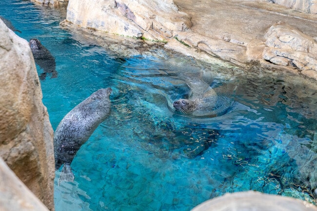 Visit the seals at The Maritime Aquarium near Woods Pond Connecticut
