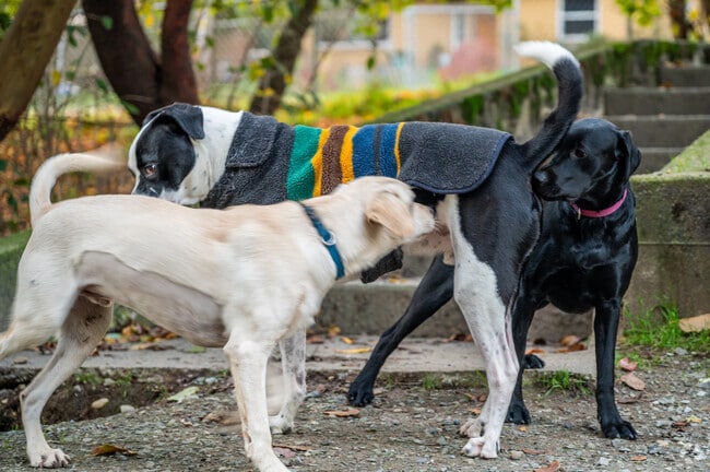 Dogs can get together at the dog park in Lakeview Park in Five Corners.