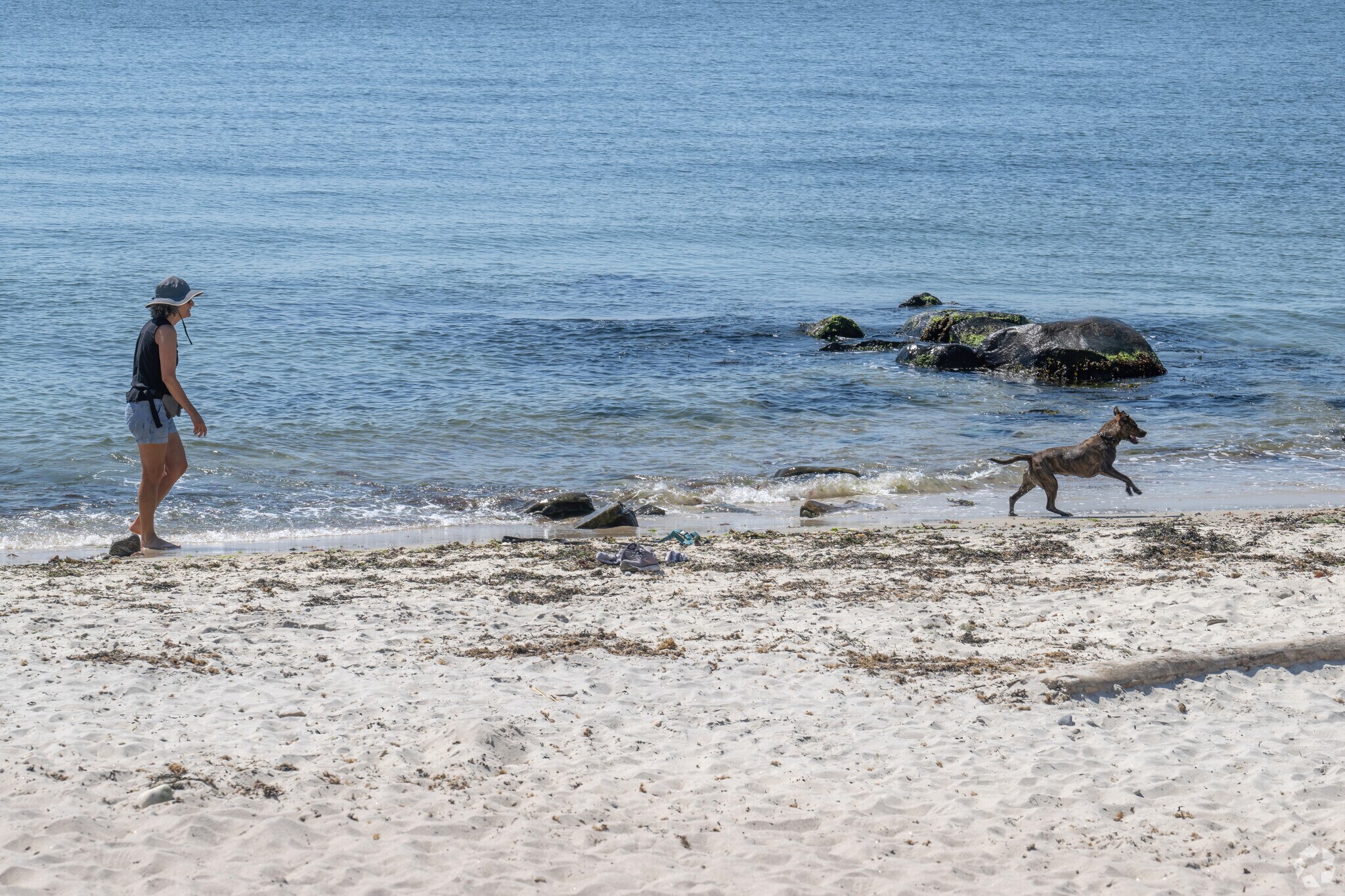 A dog at the beach is a day of delight when visiting Harkness Memorial Park near Ridgewood.