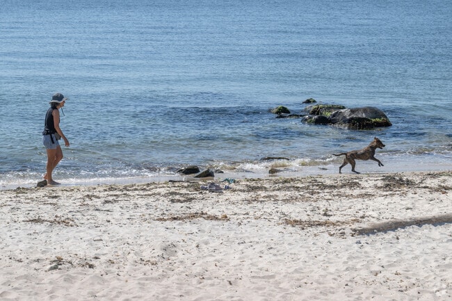 A dog at the beach is a day of delight when visiting Harkness Memorial Park near Ridgewood.
