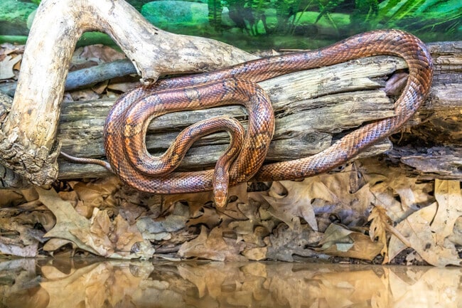Snakes and other critters can be found at the nature center in Wesselman Woods Nature Preserve.