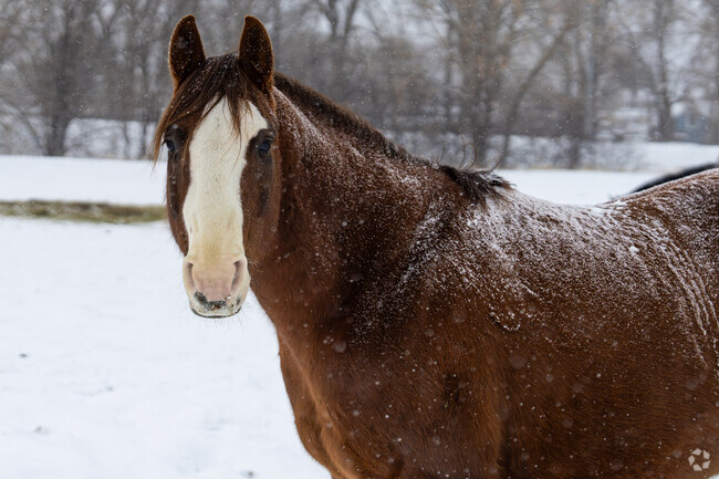 Some of the properties in Lockwood have large lots big enough to house horses.
