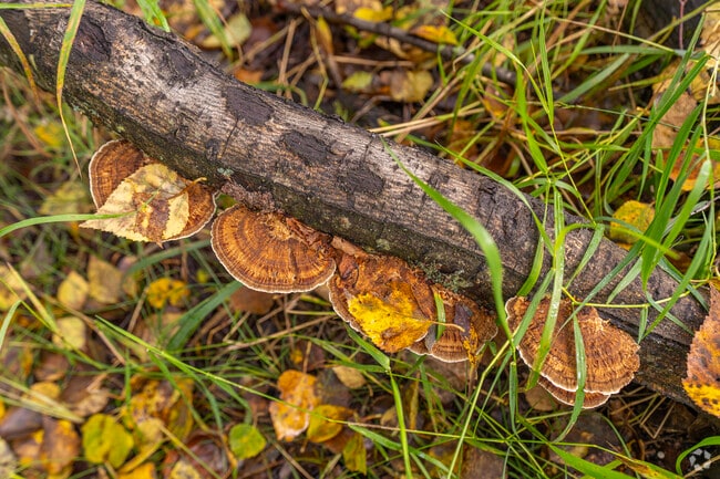 Helen Louise McDowell Sanctuary in Tudor Area offers mushroom foraging and nature walks.