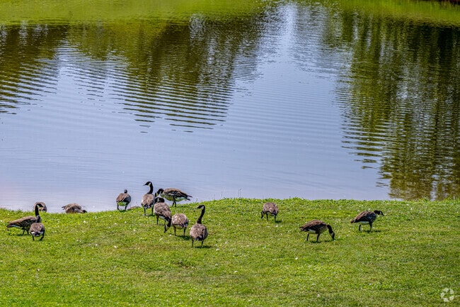 A gaggle of geese stop by for a drink of water and a snack in Cheat Lake.