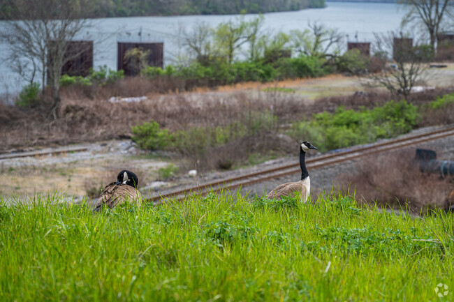 A couple of geese stop in Brilliant to relax and look for food.