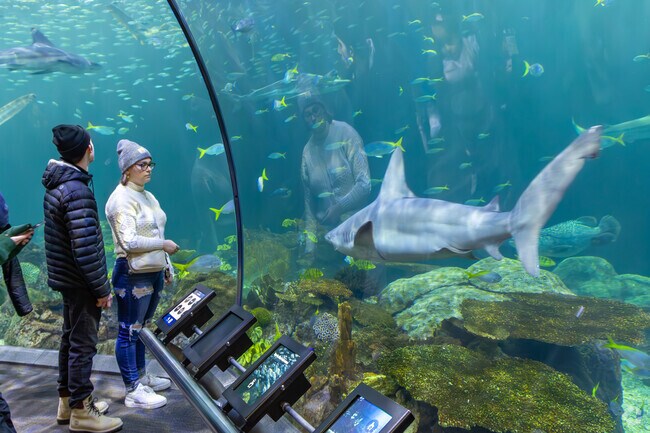 Near the Prairie District, the Shedd Aquarium's Shark Tank is one of its most popular exhibits.