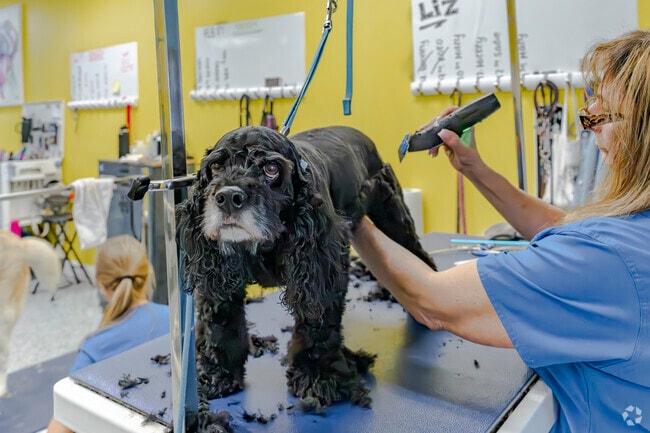 Ruff Cuts Dog Salon and Spa in East Fishkill provides trustworthy, excellent care for your pet.