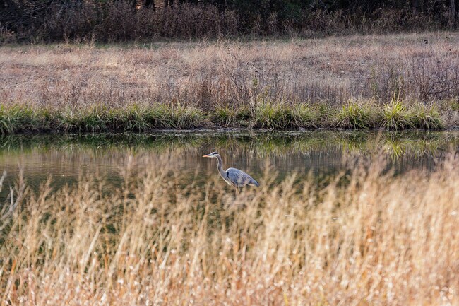 A huron hunts for a meal in the Arbor Hills neighborhood.