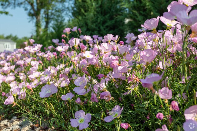 The cozy residential streets of North Lombard displays a vibrant, floral scene.