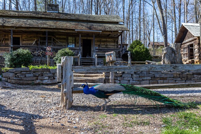 A Peacock Walks in front of a Cabin at the Museum of Appalachia