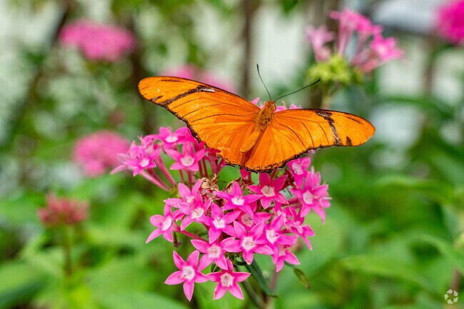 Marie Selby Botanical Gardens features a fantastic butterfly garden.