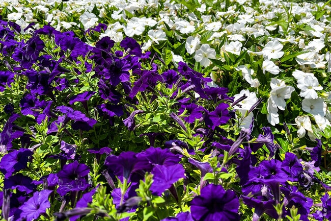 You can spot lush flower beds and green spaces around the Central College community.