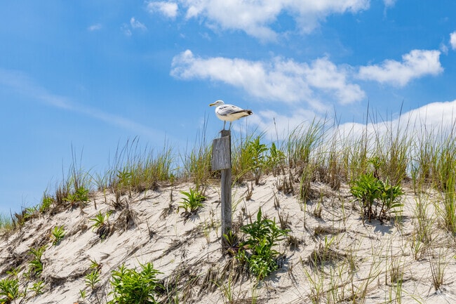 Seagulls and serenity comes with the Seaside Park package.