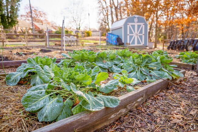 Community garden at Bellemeade Park is tended by volunteers.