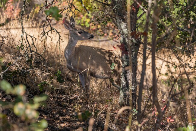 Skyline Wilderness Park in Shurtleff is full of wildlife.