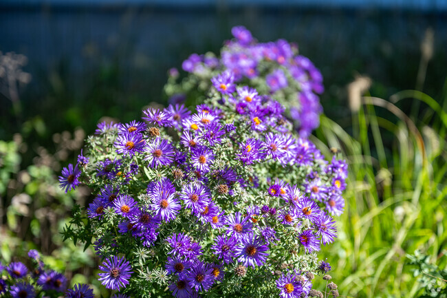 New England Aster growing in a Wakefield yard.